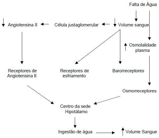 Importância da água na produção de frangos de corte - Image 2