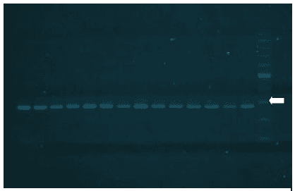 Pesquisa de genes de virulência em salmonella hadar em amostras provenientes de material avícola - Image 2