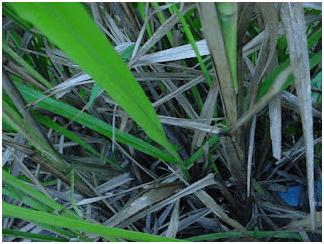 Micotoxinas em plantas forrageiras. - Image 1