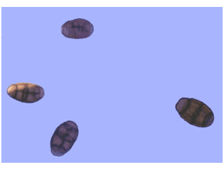 Micotoxinas em plantas forrageiras. - Image 2