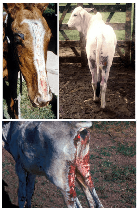 Micotoxinas em plantas forrageiras. - Image 4