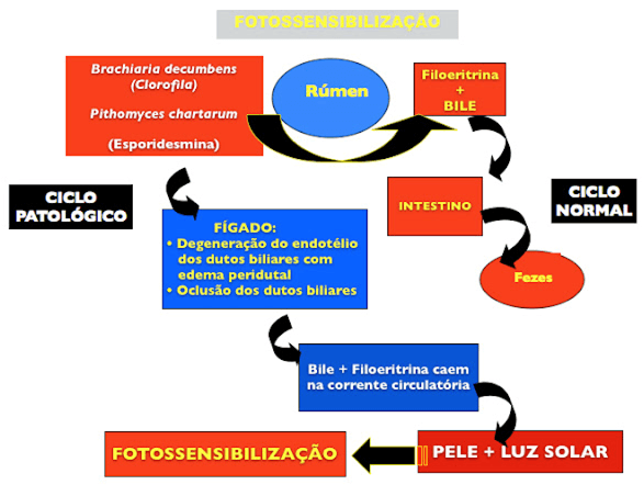 Micotoxinas em plantas forrageiras. - Image 5