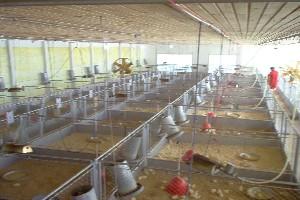 Utilização de leveduras, probióticos e mananoligossacarídeos (mos) na alimentação de frangos de corte - Image 6