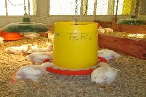 Utilização de leveduras, probióticos e mananoligossacarídeos (mos) na alimentação de frangos de corte - Image 11