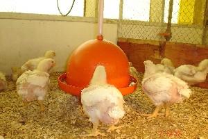 Utilização de leveduras, probióticos e mananoligossacarídeos (mos) na alimentação de frangos de corte - Image 10