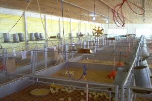 Utilização de leveduras, probióticos e mananoligossacarídeos (mos) na alimentação de frangos de corte - Image 7
