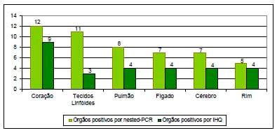 Causas infecciosas de problemas reprodutivos na produção de suínos - Image 5