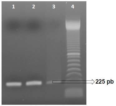 Causas infecciosas de problemas reprodutivos na produção de suínos - Image 6