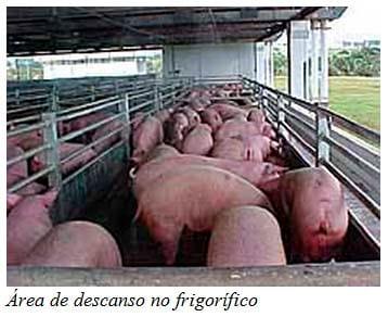 Recomendações técnicas para o manejo pré-abate e qualidade de carne - Image 3