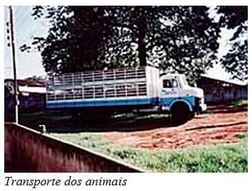Recomendações técnicas para o manejo pré-abate e qualidade de carne - Image 2