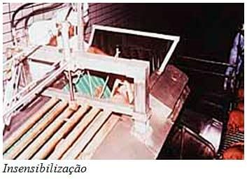 Recomendações técnicas para o manejo pré-abate e qualidade de carne - Image 5