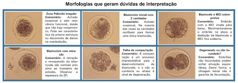 Classificação de embriões bovinos produzidos in vivo - Image 5