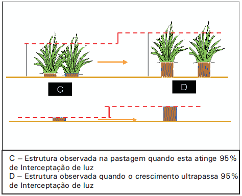 Estratégias de manejo rotacionado de pastagens - Image 3