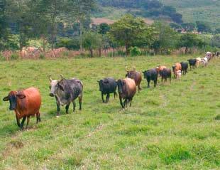 Raças e tipos de cruzamentos para produção de leite - Image 1