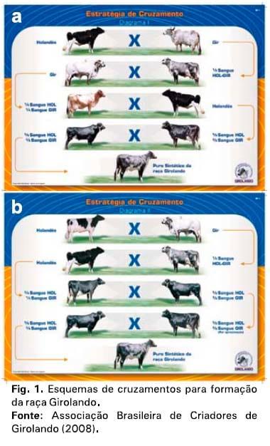 Raças e tipos de cruzamentos para produção de leite - Image 3