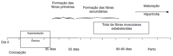 Fatores que influenciam o peso do leitão ao nascimento - Image 3