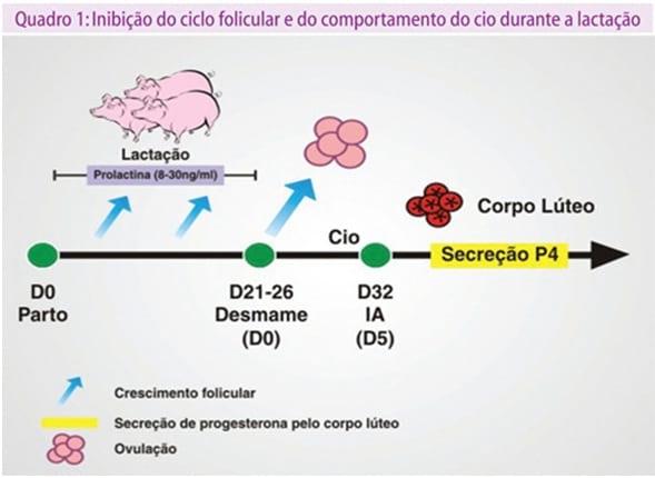 Cio de Lactação em porcas: mito ou realidade. - Image 2