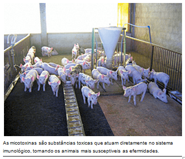 Interação entre sistema imunológico do suíno e micotoxicose - Image 2