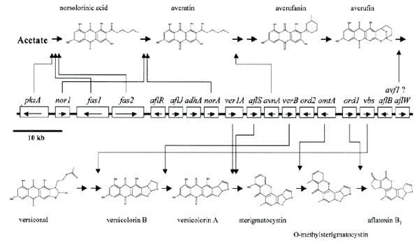 Detecção de fungos filamentosos produtores de aflatoxinas utilizando a reação em cadeia da DNA Polimerase (PCR) - Image 2