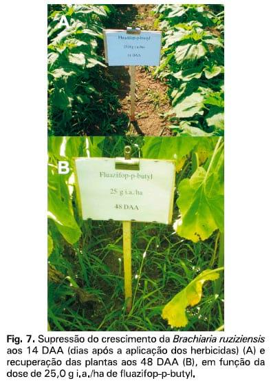 Integração lavoura-pecuária: a cultura do girassol consorciada com Brachiaria ruziziensis - Image 8