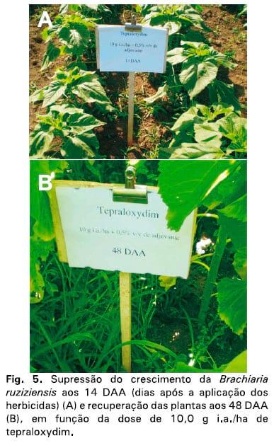 Integração lavoura-pecuária: a cultura do girassol consorciada com Brachiaria ruziziensis - Image 6