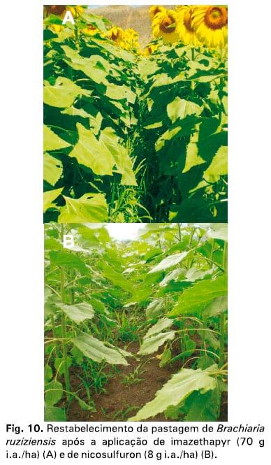 Integração lavoura-pecuária: a cultura do girassol consorciada com Brachiaria ruziziensis - Image 15