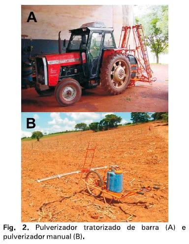 Integração lavoura-pecuária: a cultura do girassol consorciada com Brachiaria ruziziensis - Image 3