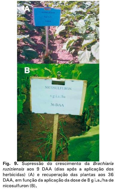 Integração lavoura-pecuária: a cultura do girassol consorciada com Brachiaria ruziziensis - Image 14