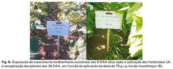 Integração lavoura-pecuária: a cultura do girassol consorciada com Brachiaria ruziziensis - Image 13
