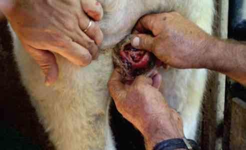 Avaliação de formulações de doramectina injetável no controle de miíase natural por Cochliomyia hominivorax em bovinos submetidos à castração - Image 3
