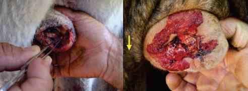 Avaliação de formulações de doramectina injetável no controle de miíase natural por Cochliomyia hominivorax em bovinos submetidos à castração - Image 5