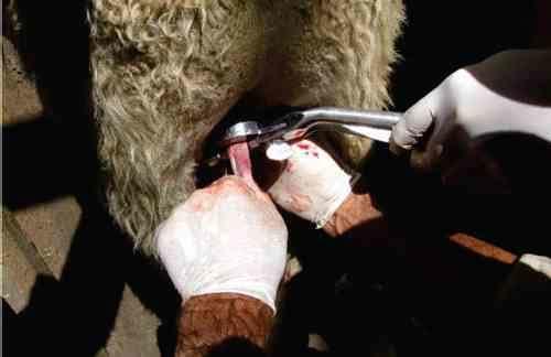 Avaliação de formulações de doramectina injetável no controle de miíase natural por Cochliomyia hominivorax em bovinos submetidos à castração - Image 2