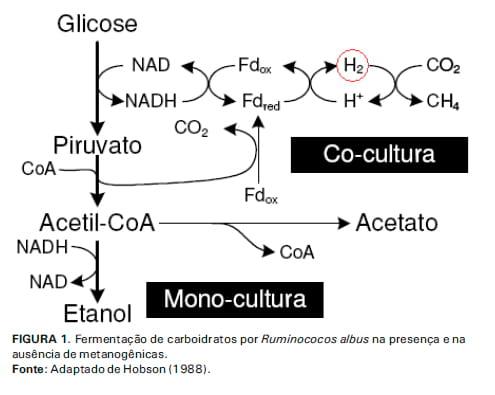 Emissões de metano na pecuária: conceitos, métodos de avaliação e estratégias de mitigação. Parte I - Image 4