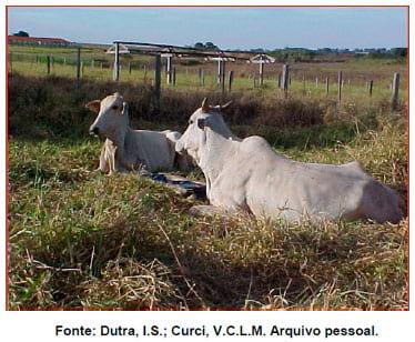 BOTULISMO NO BRASIL - Image 1