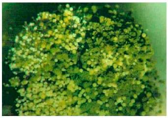 Qualidade Sanitária de Grãos de Sorgo - Image 3