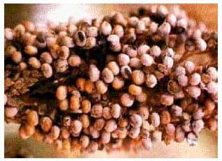 Qualidade Sanitária de Grãos de Sorgo - Image 1