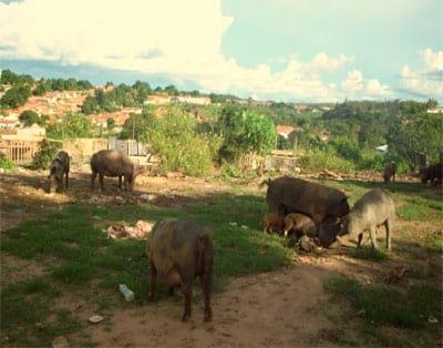 Incidência de cisticercose suína através da inspeção de animais abatidos no abatedouro municipal de Imperatriz entre 2000 e 2010, Maranhão, Brasil - Image 2