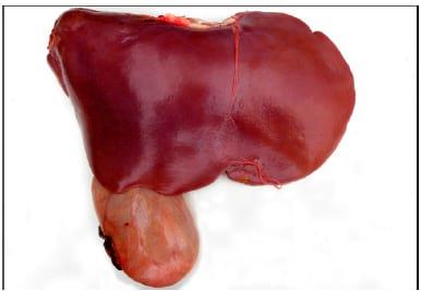 Intoxicação experimental por aflatoxina em bezerros - Image 8