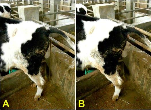 Intoxicação experimental por aflatoxina em bezerros - Image 6