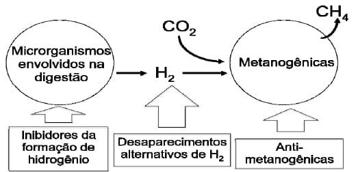 Emissões de metano na pecuária: conceitos, métodos de avaliação e estratégias de mitigação. Parte III - Image 1
