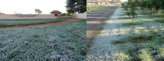Geada em área de integração lavoura-pecuária-silvicultura – fato em fotos - Image 1