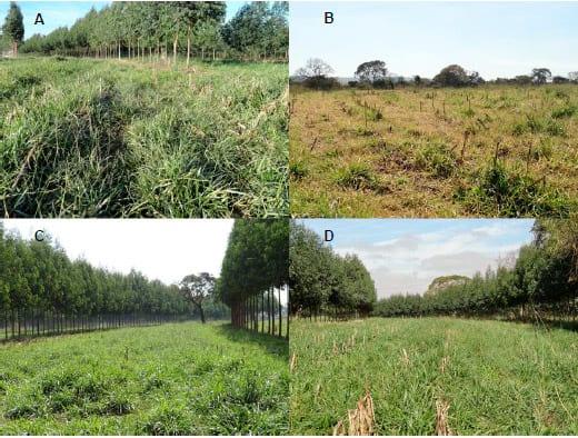 Geada em área de integração lavoura-pecuária-silvicultura – fato em fotos - Image 3