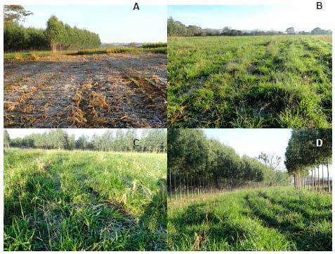 Geada em área de integração lavoura-pecuária-silvicultura – fato em fotos - Image 2