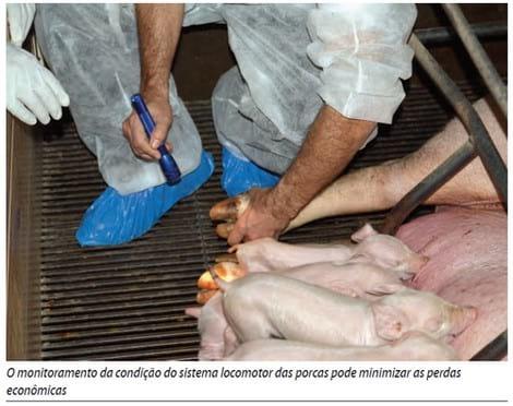 Problemas locomotores e o impacto sobre a longevidade da fêmea - Image 4