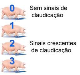 Problemas locomotores e o impacto sobre a longevidade da fêmea - Image 9