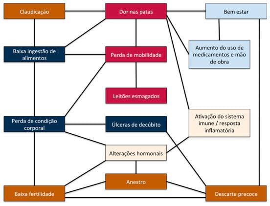 Problemas locomotores e o impacto sobre a longevidade da fêmea - Image 6