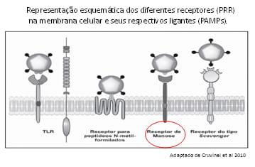 Imunidade dos leitões recém-nascidos, interações com MOS e Imunoglobulinas do ovo ( IgY) - Image 3