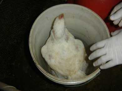 Mensuração de bem-estar em aves - Image 1