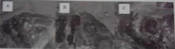 Mensuração de bem-estar em aves - Image 4