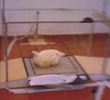 Mensuração de bem-estar em aves - Image 5
